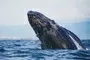 Attractions Near Summerstrand Village Whale Watching Pe